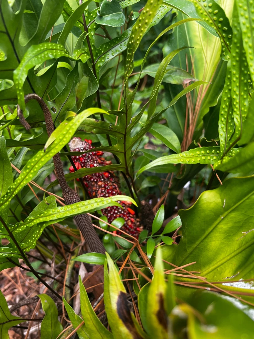 Some pics from yesterday at the garden 