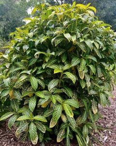 Some pics from yesterday at the garden part 3