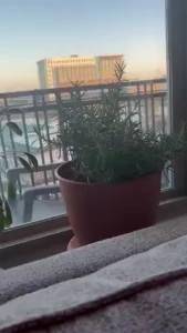 Different herbs i have