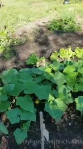 This is my pride i cannot wait to get some tomatoes and cucumbers mmmm