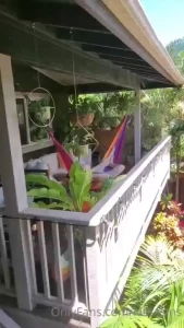 Should i suck johnnysins dick in that hammock right now