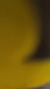 Splash house ready mycookiejar