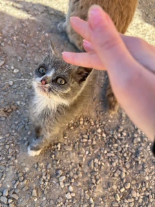 Stroked her for two hours and almost took her home