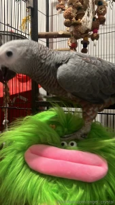 Boba s diary entry 4 parrot problems okay so listen today i met a bird part 1