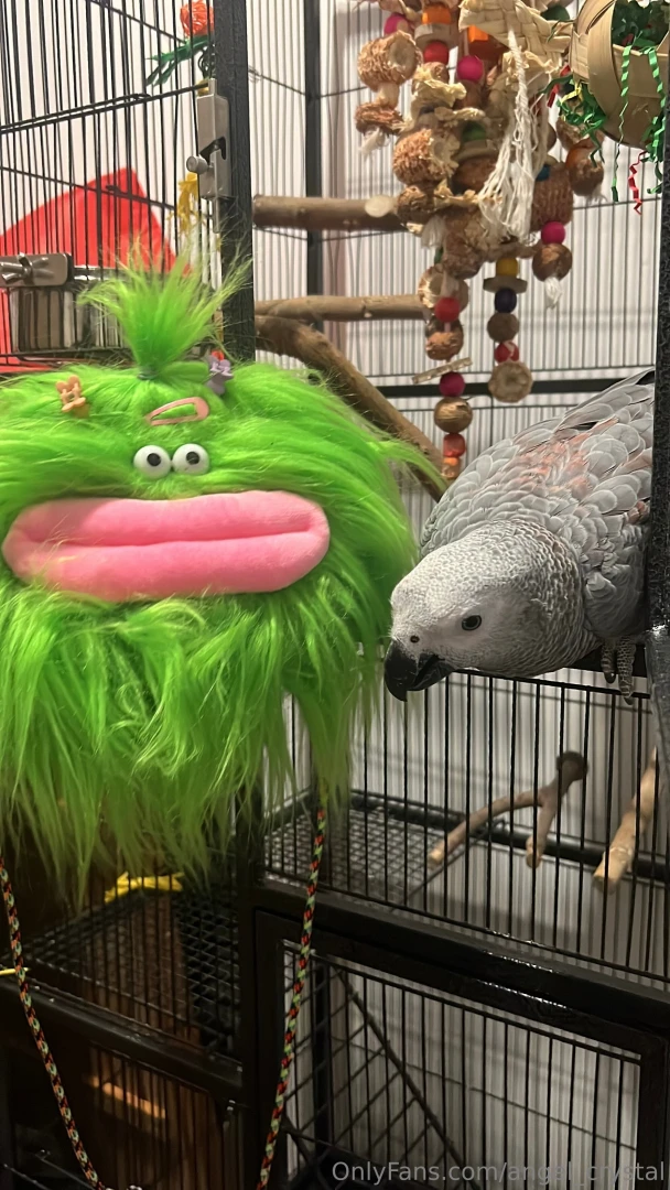 Boba s diary entry 4 parrot problems okay so listen today i met a bird 