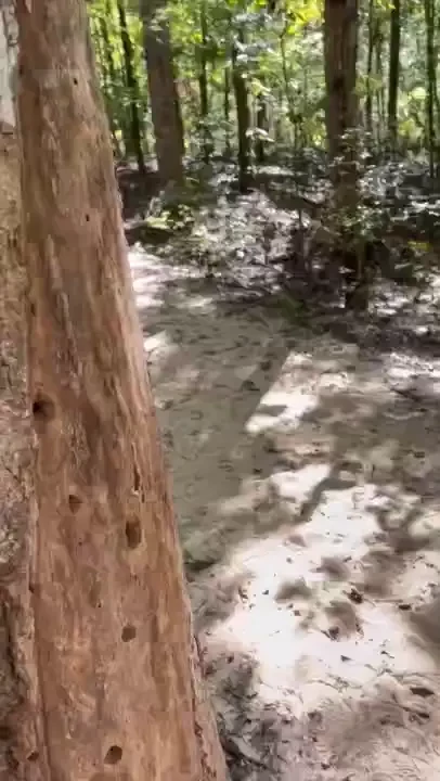 Found the mystical bj tree 