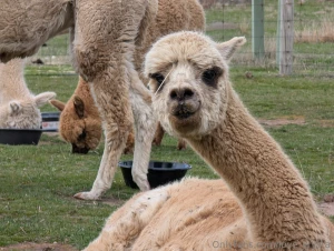 Do you think she thinks that piece of hay is a hair accessory