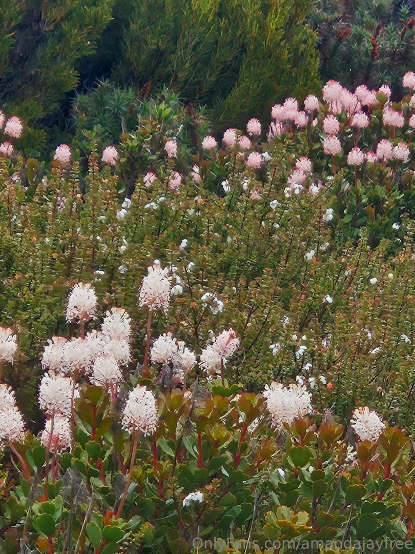 Of says my account is inactive and will pause subscriptions if i don t 