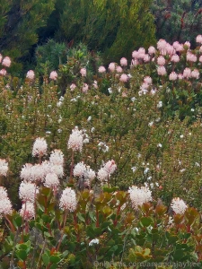 Of says my account is inactive and will pause subscriptions if i don t