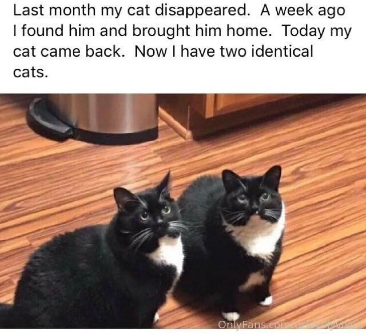 I think one day ill edn up with more than 3 cats ddd 