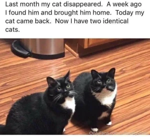 I think one day ill edn up with more than 3 cats ddd