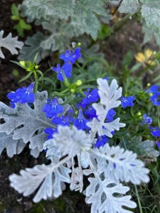 Don t let your balls turn the color of these grey-blue leaves in the