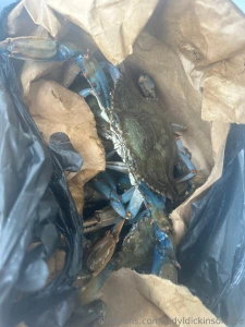 As many of you know i love to cook tonight i m steaming maryland blue