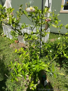 Lemon lime fig and a dogwood a girl just wants trees also only 3 of my