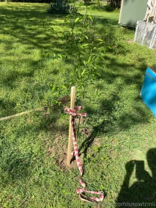 Lemon lime fig and a dogwood a girl just wants trees also only 3 of my part 1