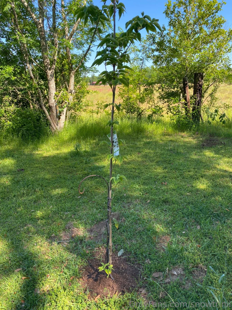 Lemon lime fig and a dogwood a girl just wants trees also only 3 of my part 3 