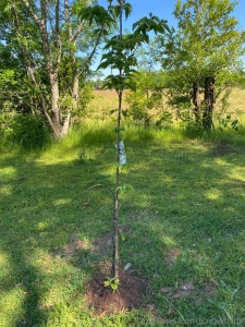 Lemon lime fig and a dogwood a girl just wants trees also only 3 of my part 3