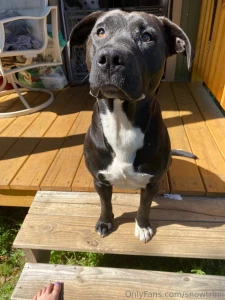 Lemon lime fig and a dogwood a girl just wants trees also only 3 of my part 2