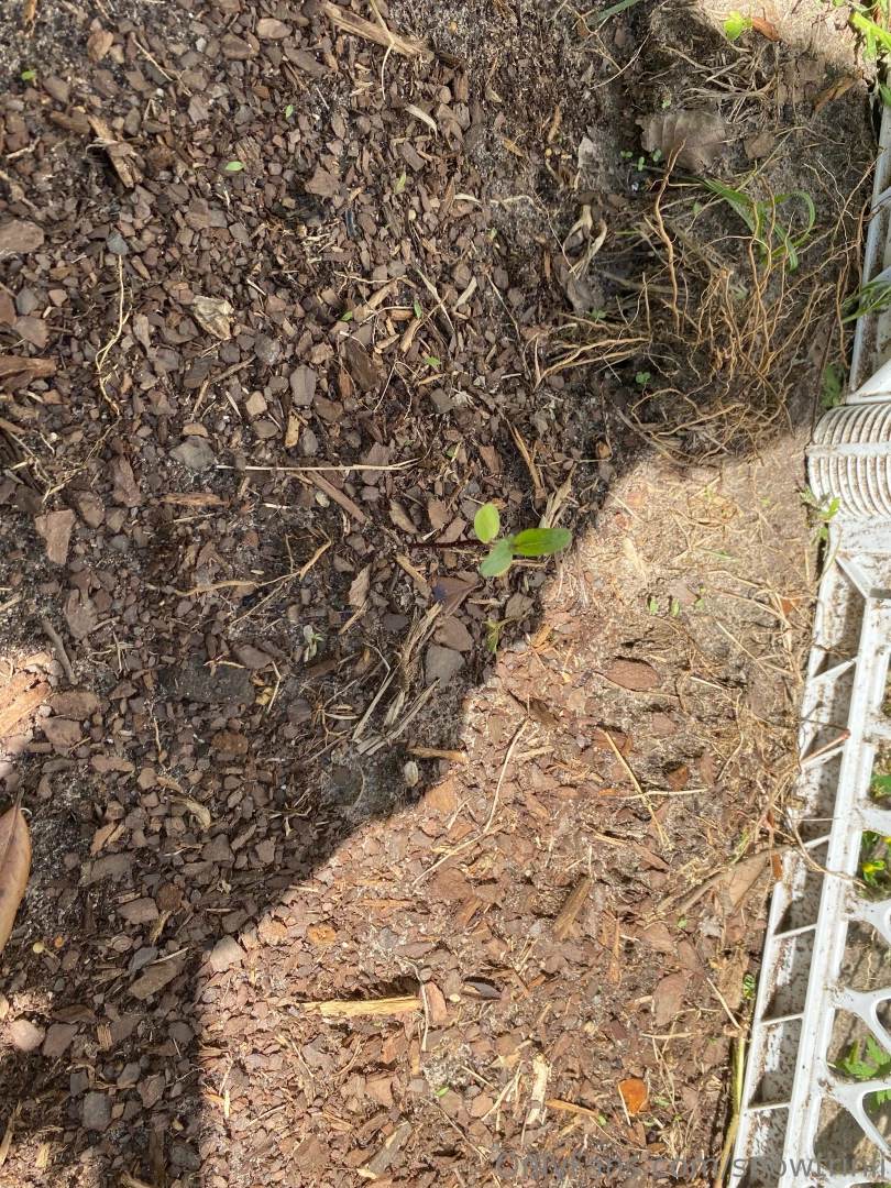 Lemon lime fig and a dogwood a girl just wants trees also only 3 of my part 4 