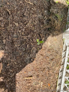 Lemon lime fig and a dogwood a girl just wants trees also only 3 of my part 4