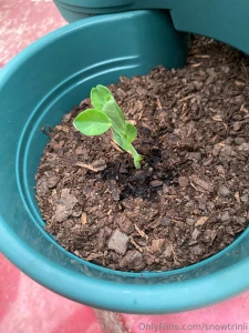 Peas sunflowers and some cucumbers tomatoes not featured sadly what