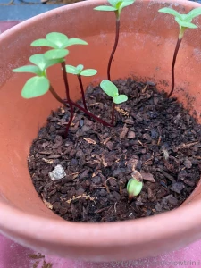 Peas sunflowers and some cucumbers tomatoes not featured sadly what part 2