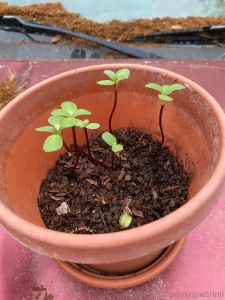 Peas sunflowers and some cucumbers tomatoes not featured sadly what part 1