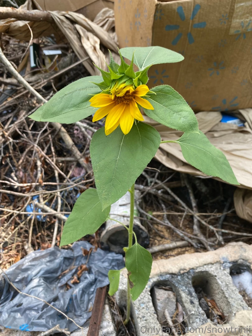 Ahahahahaa building a tiny house hard let s hope everything goes 