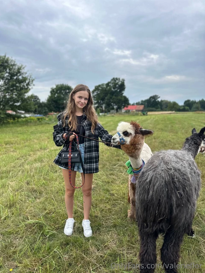 Saw alpacas in person for the first time these fluffy animals are so 