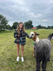 Saw alpacas in person for the first time these fluffy animals are so