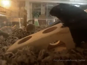 Name ideas for my two new gerbil boys peanut and ____ update peanut