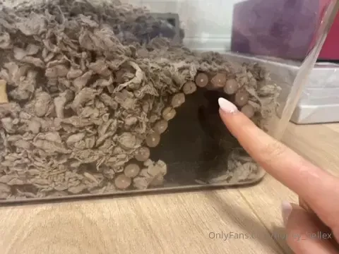 Name ideas for my two new gerbil boys peanut and ____ update peanut part 1 