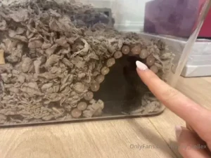 Name ideas for my two new gerbil boys peanut and ____ update peanut part 1