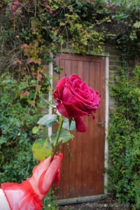 This rose says it all love desire and everything in between valentine