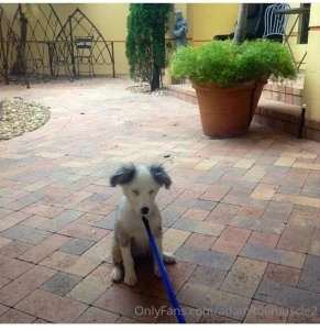 Dogdad love at it s purest it s been a journey with mini almost 7 part 1