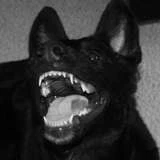 axe_pup