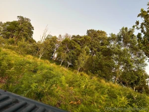 A drive i took on the property i live on part 8