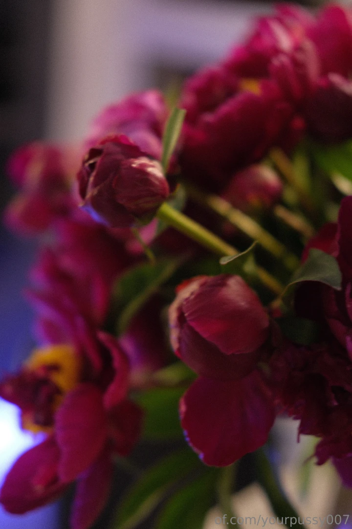 I absolutely adore peony season their lush vibrant blooms fill my part 8 