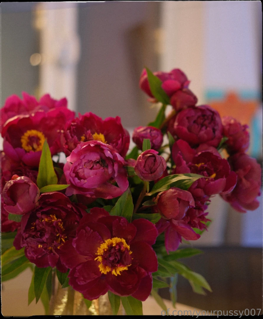 I absolutely adore peony season their lush vibrant blooms fill my part 6 