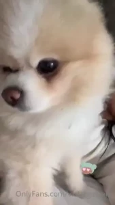 A house is not a home without a dog