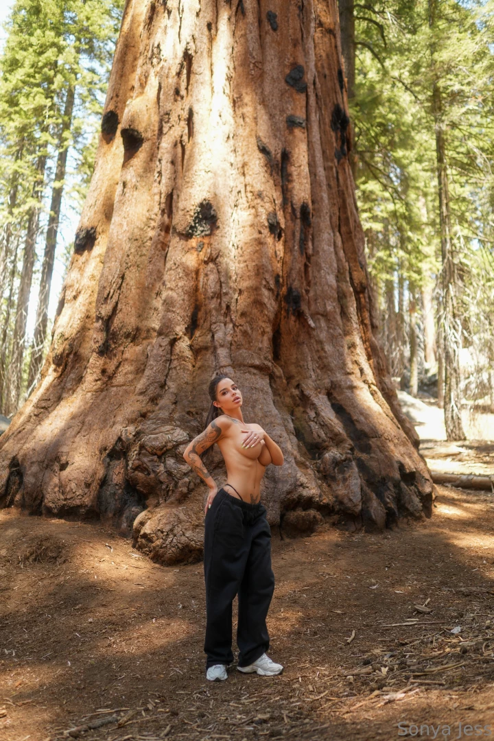 I bet none of the sequoias expected this view 