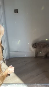 I created a disco ball for my pussy he loves the club hits
