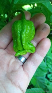 Guess who s back back again baba s back tell a friend