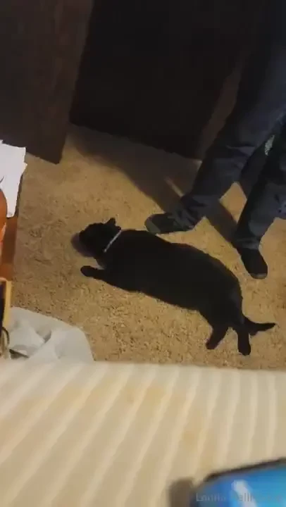 For now have a video of the prettiest kitty loki 