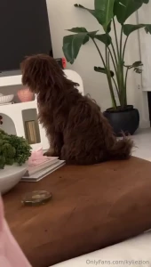 When my dog thinks he s a cat
