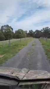 Who loves jiggly titties in the gator