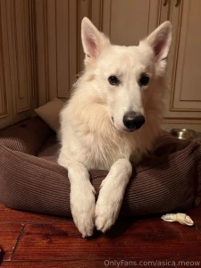 How can a dog be so freaking cute