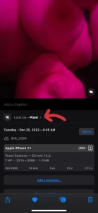 Wtf apple photos i m not a plant