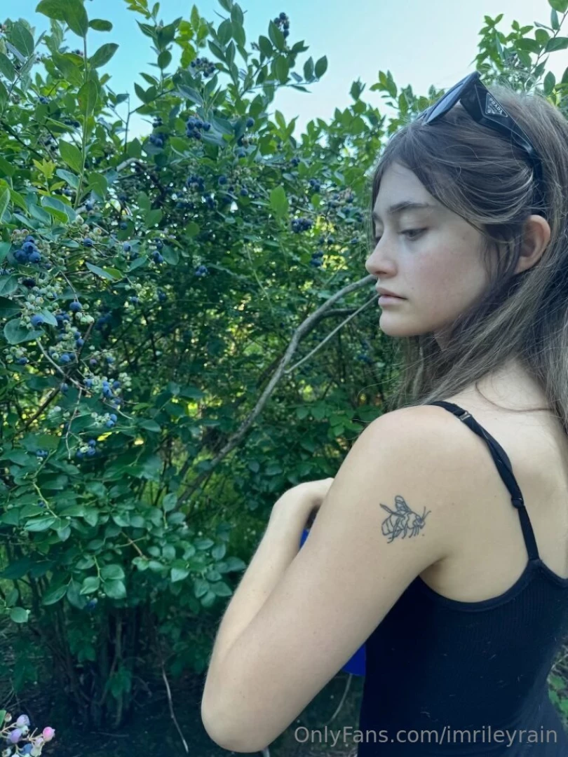 Picking fresh blueberries gt 