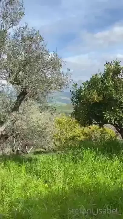 Christmas is coming soon you should definitely stock up on tangerines 